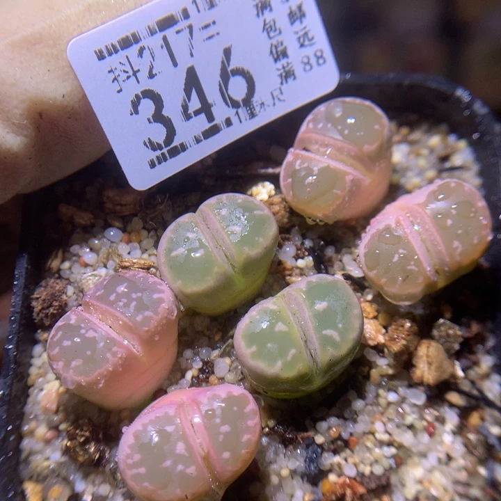 精品生石石217.346