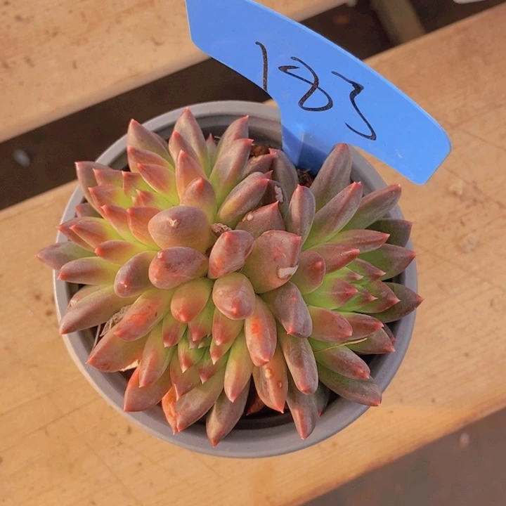 我想说我们不认识呀