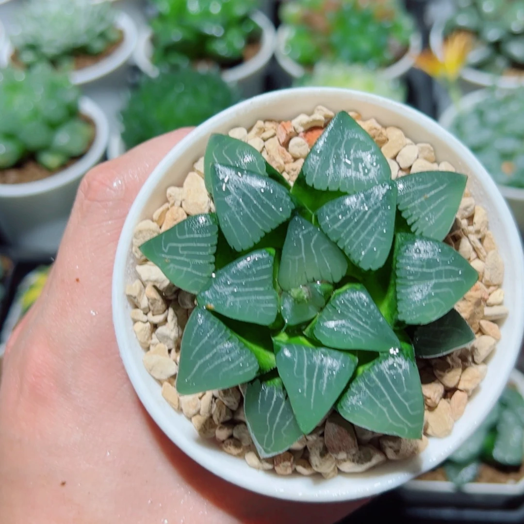 【闪购商品】万象盆十方克