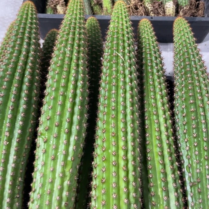 自根卡布奇诺金妞保20起