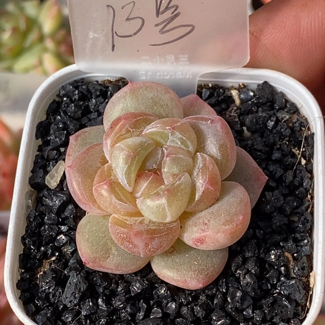 天官赐福百无禁忌