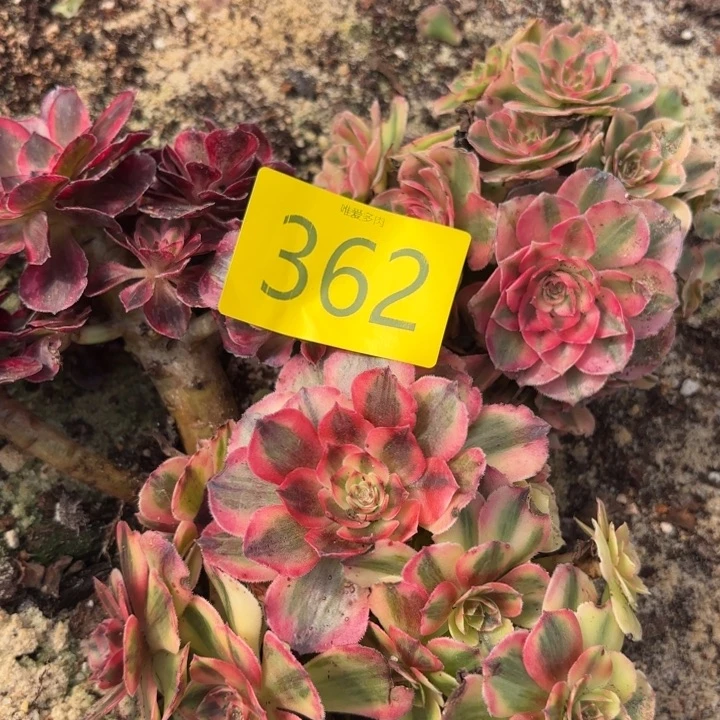 哈哈多肉葡萄福利362