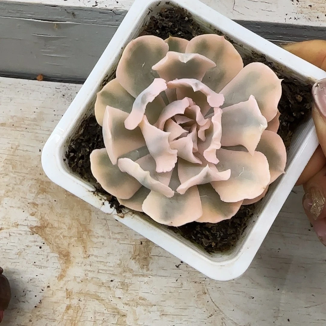 利比里亚锦多肉植物