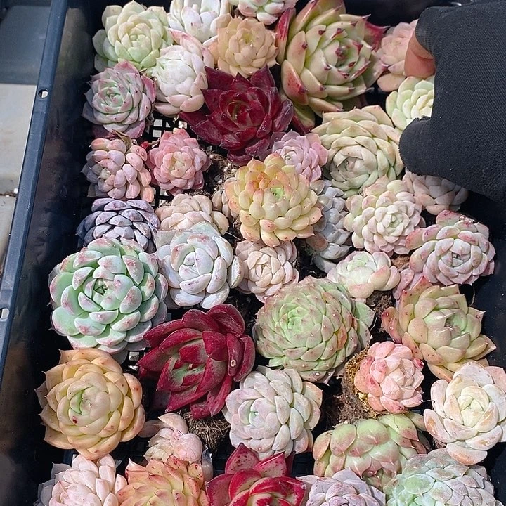 17 多肉植物盆栽花卉植物