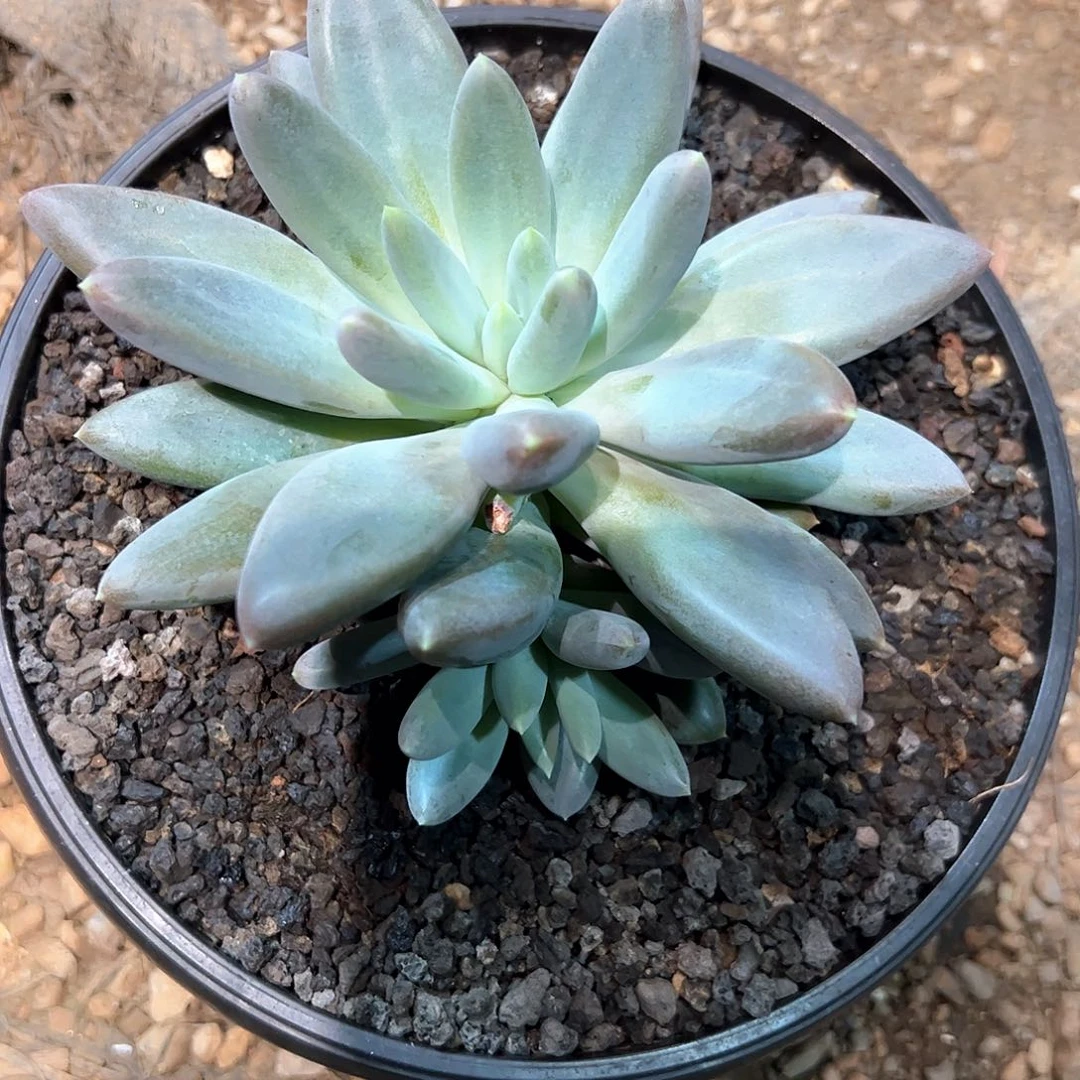 多肉植物哥特萝莉