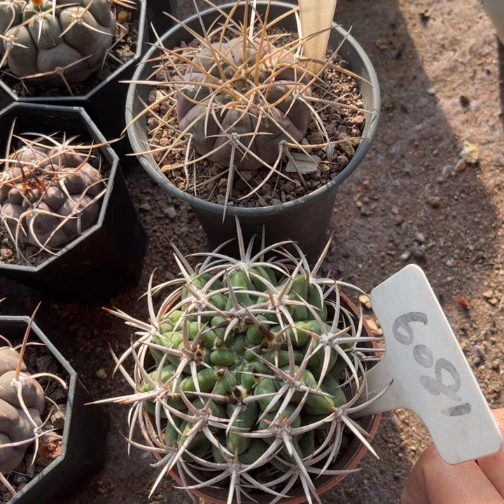 思**笼6008 6081二个实生好养