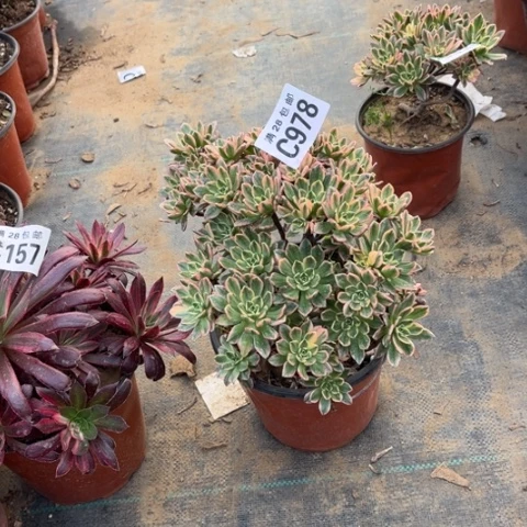 978甜茶不包断枝