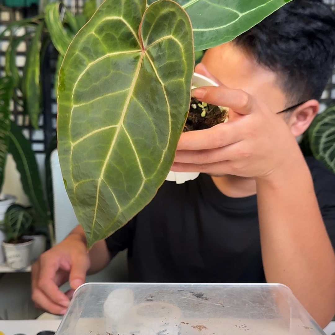 无花朵一物一拍W 14
