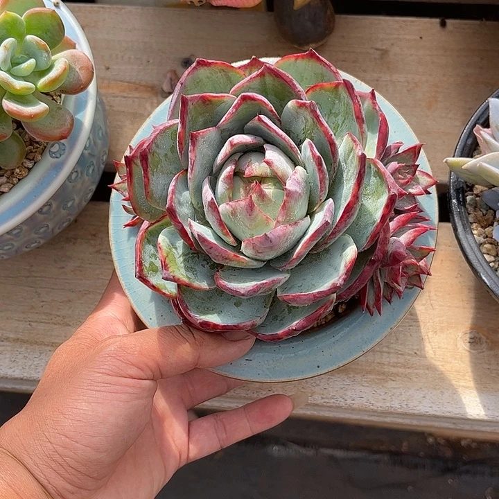 寄养多肉植物一物一拍
