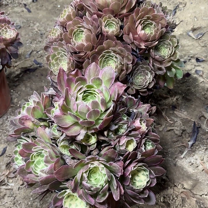 ?****?多肉植物法师2颗68