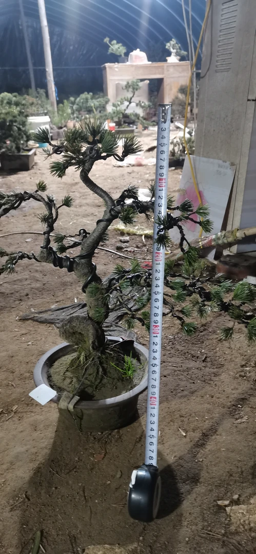 五针松盆景实物图片