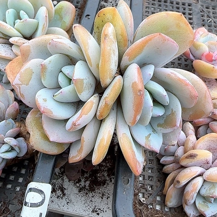 x****5青蛙王子儿童牙膏111