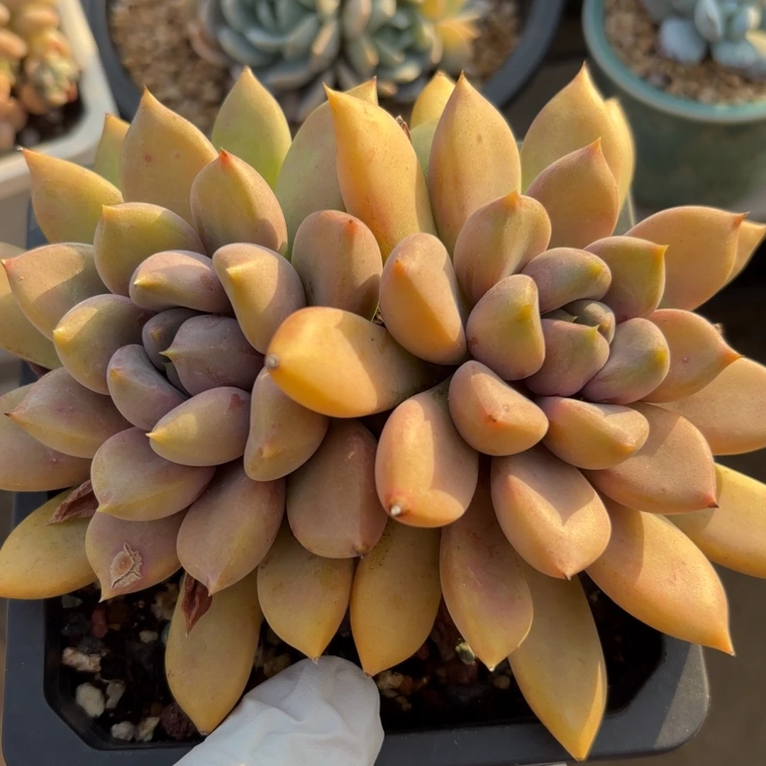 红象牙 1111111111111