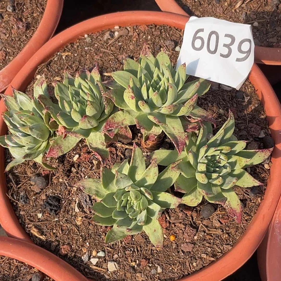 【闪购商品】预*绿体帕翠莎