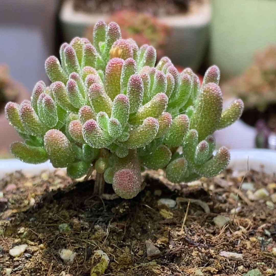 手捧花枝干番杏A138