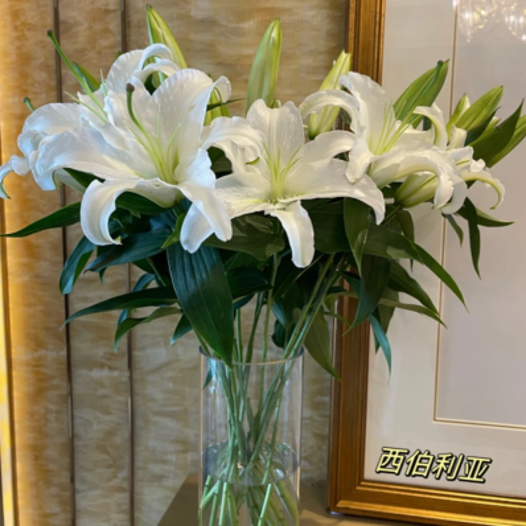 2头白百何5枝不含花瓶家庭插花小时达通城鲜花配送