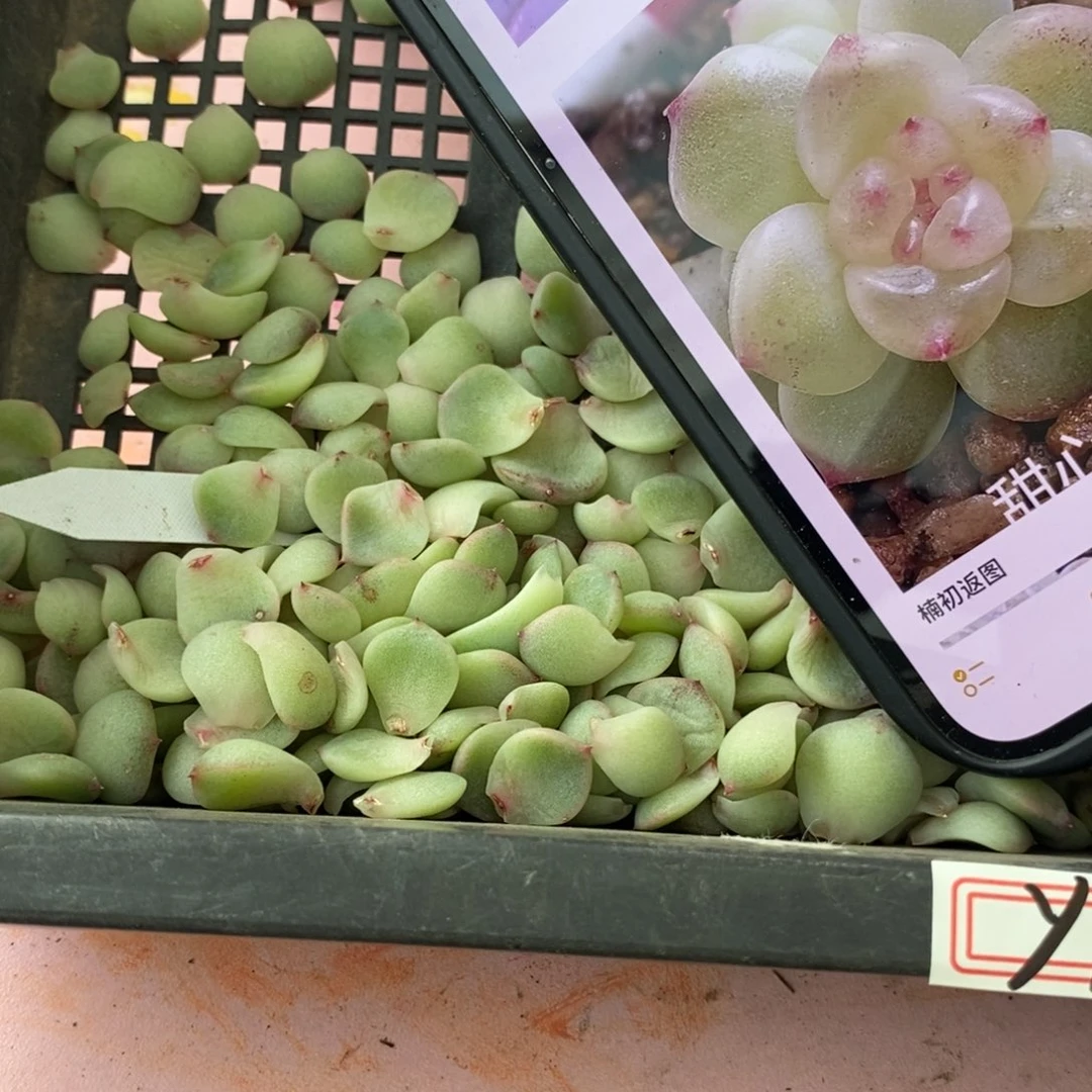 纯叶片甜心y1叶片一个