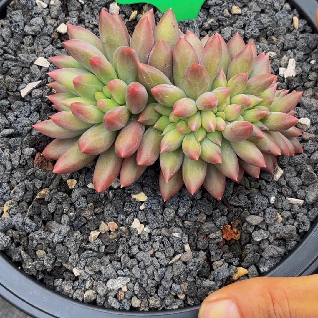 皮***丘0746下午多肉植物群生