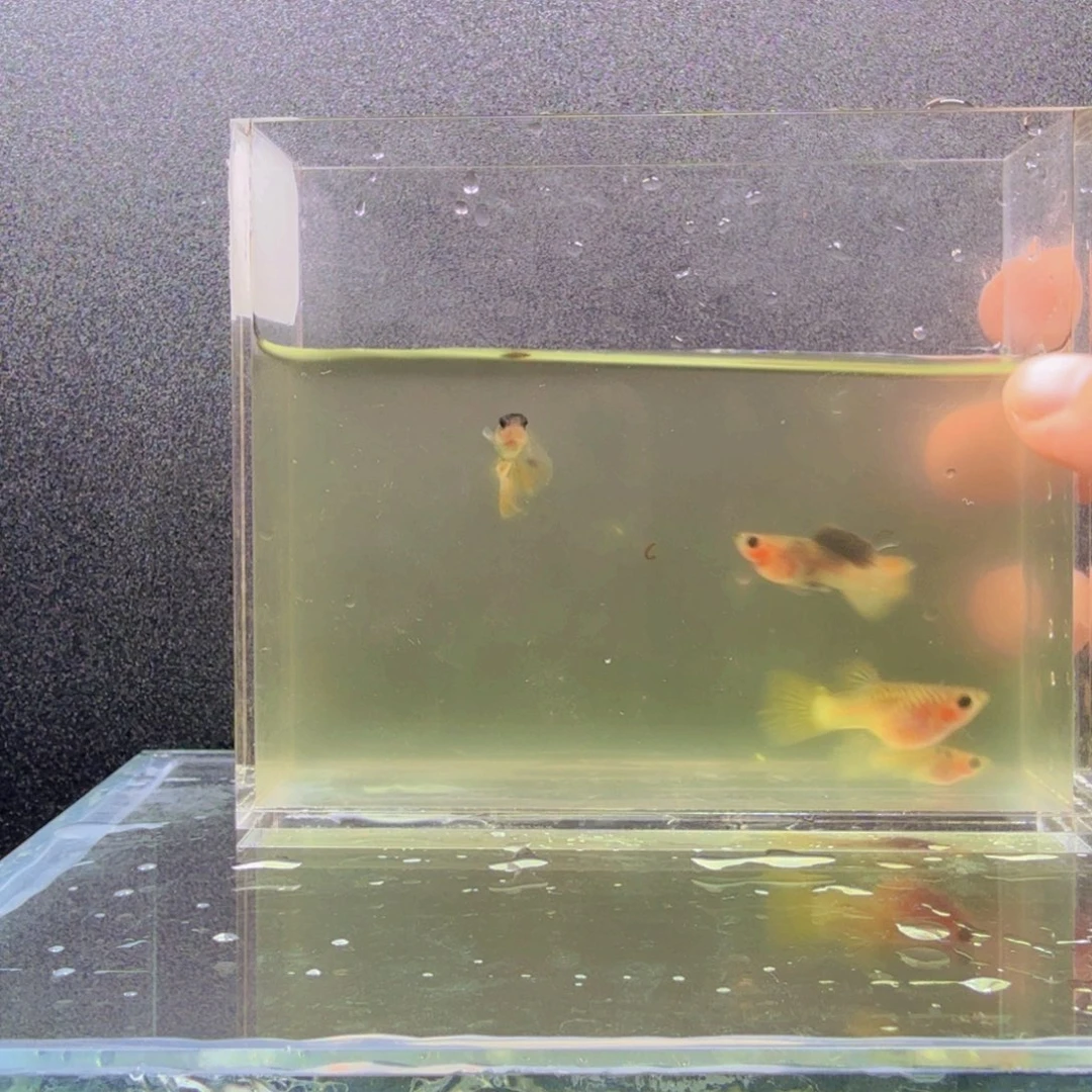 孔雀鱼粉猫球三公两母