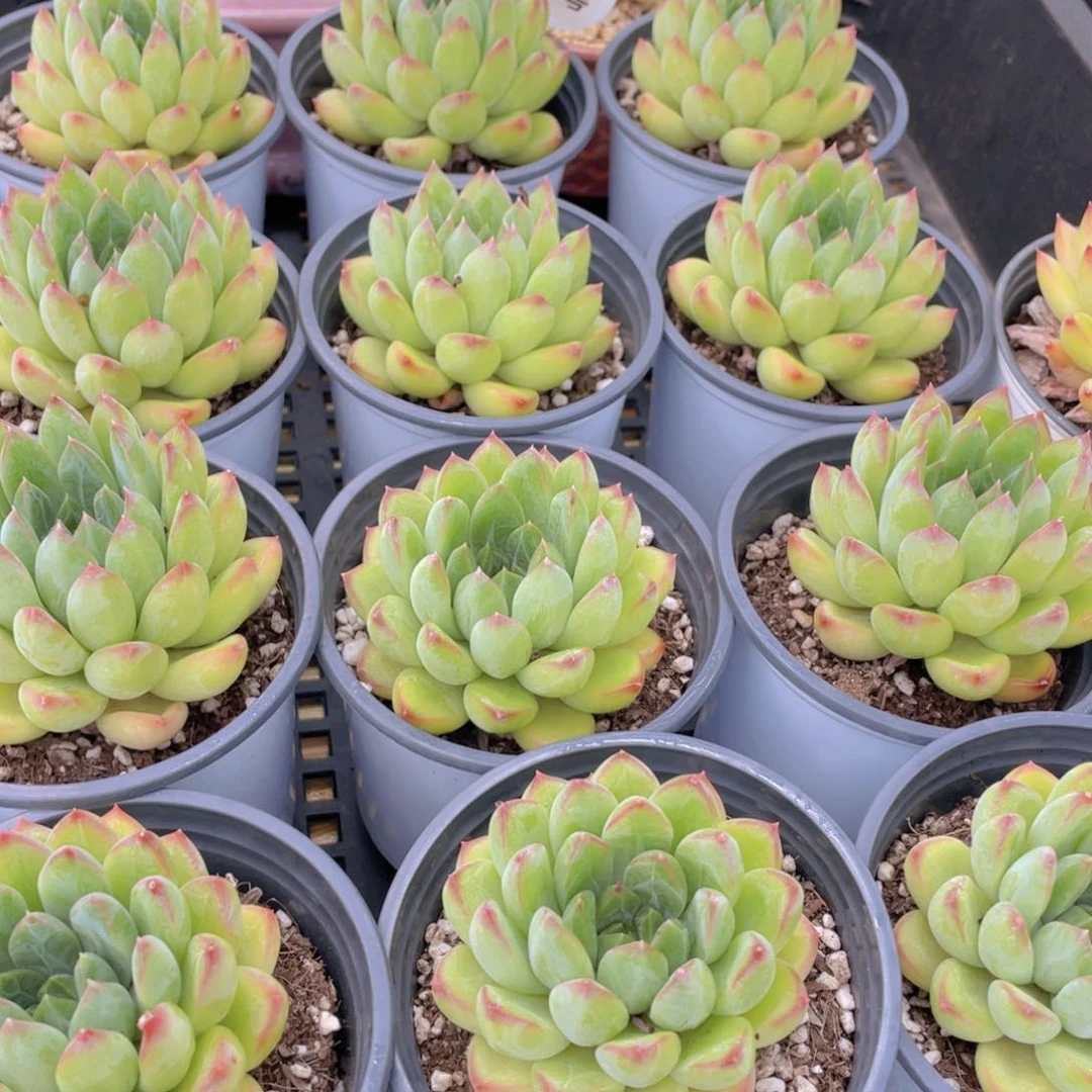 量拍17号 彩体幻影美人单头一个