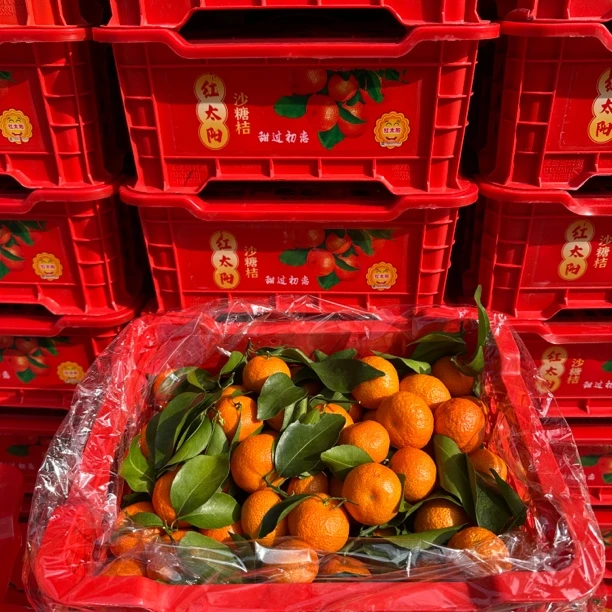 红太阳精品砂糖橘礼盒装