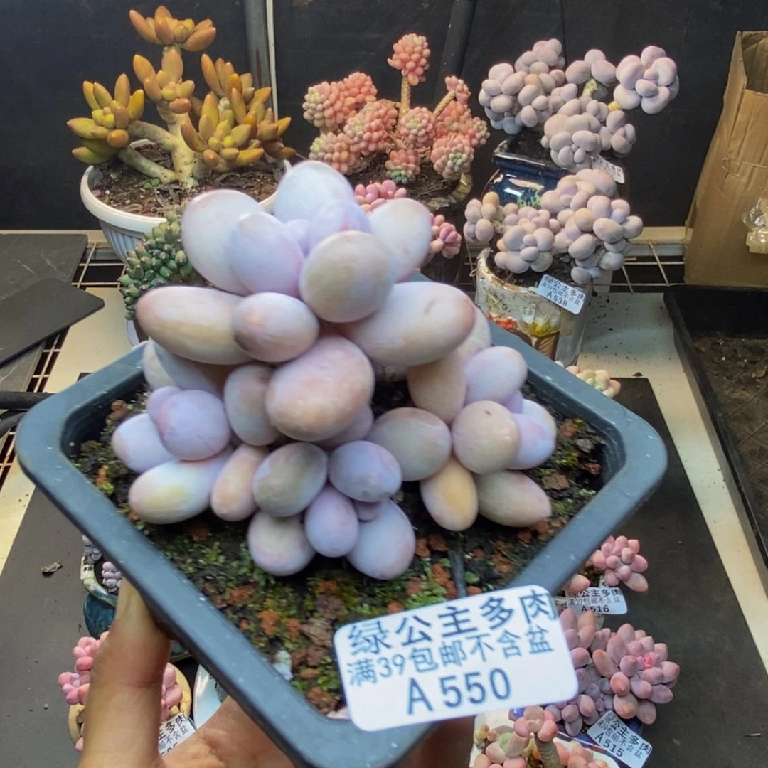 550水光针多肉8c m