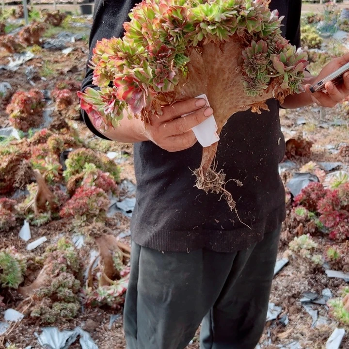 红袖醉话21号多肉法师
