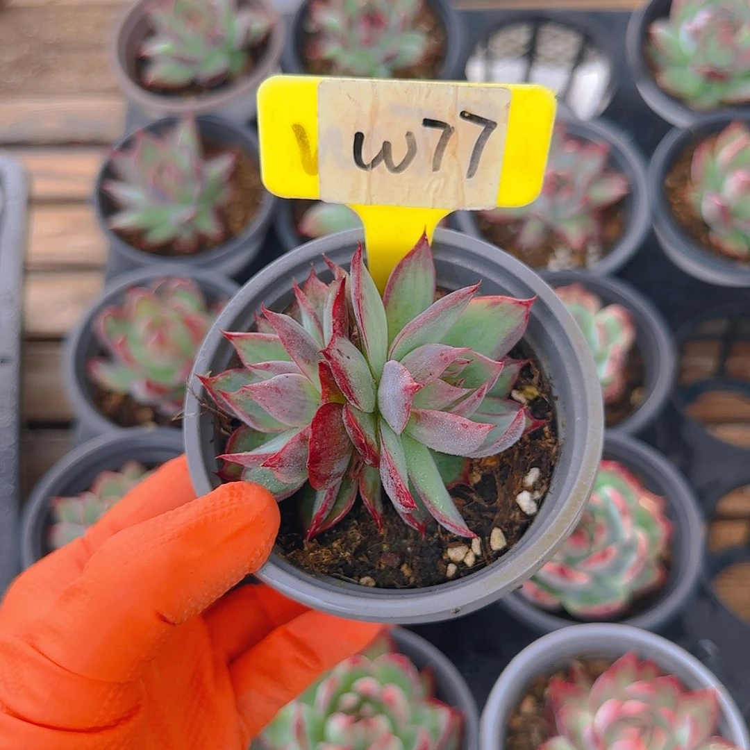 小**妈W77惊鸿单头多肉