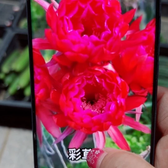 下65彩草y119 歪无根侧芽4公分左右20包邮
