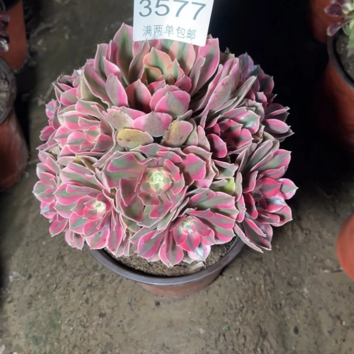 3577女妖的人多肉的