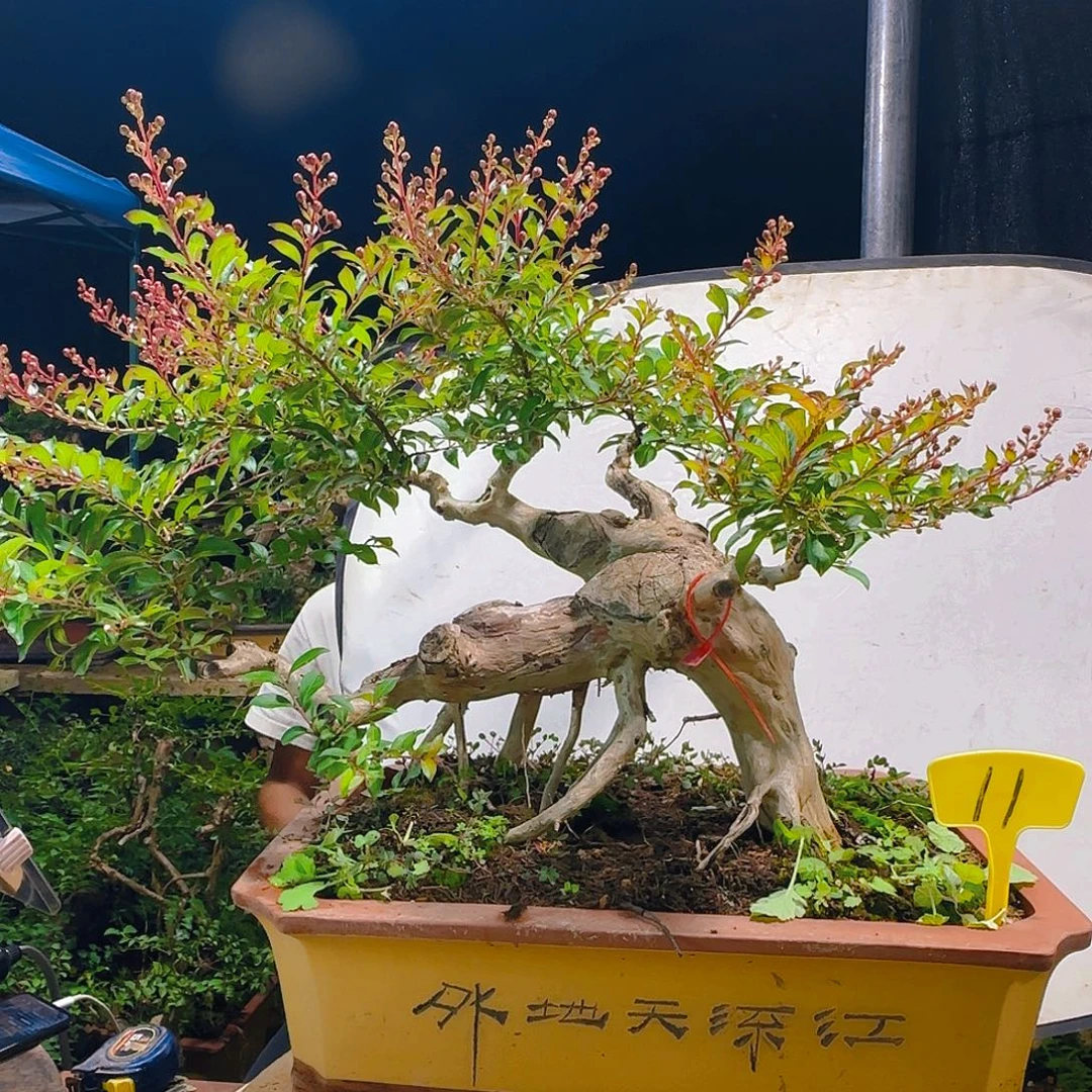 无花朵金紫薇红花