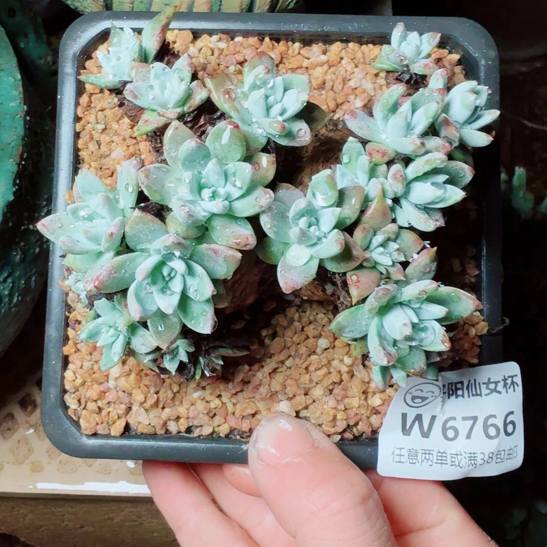 6766刘丹拇指仙女杯多肉