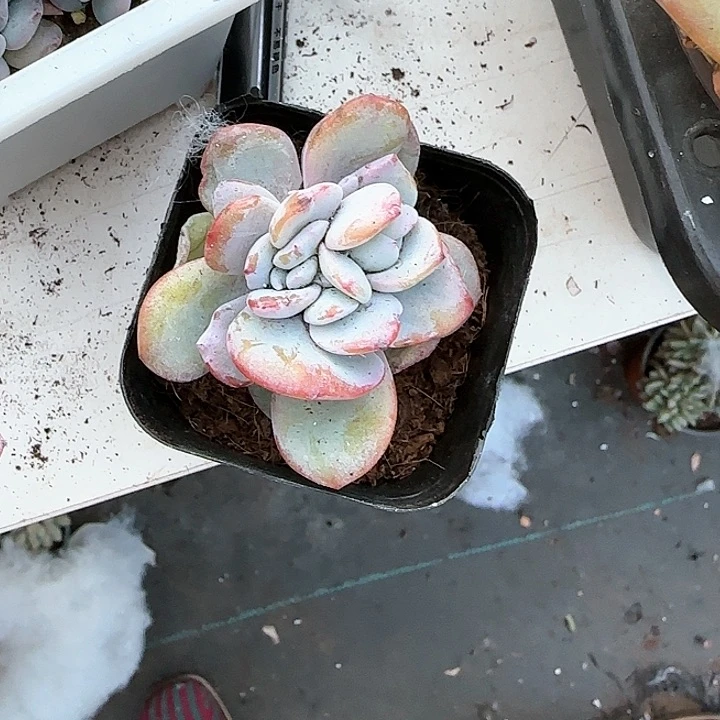 逍**恨青蛙王子儿童牙膏111