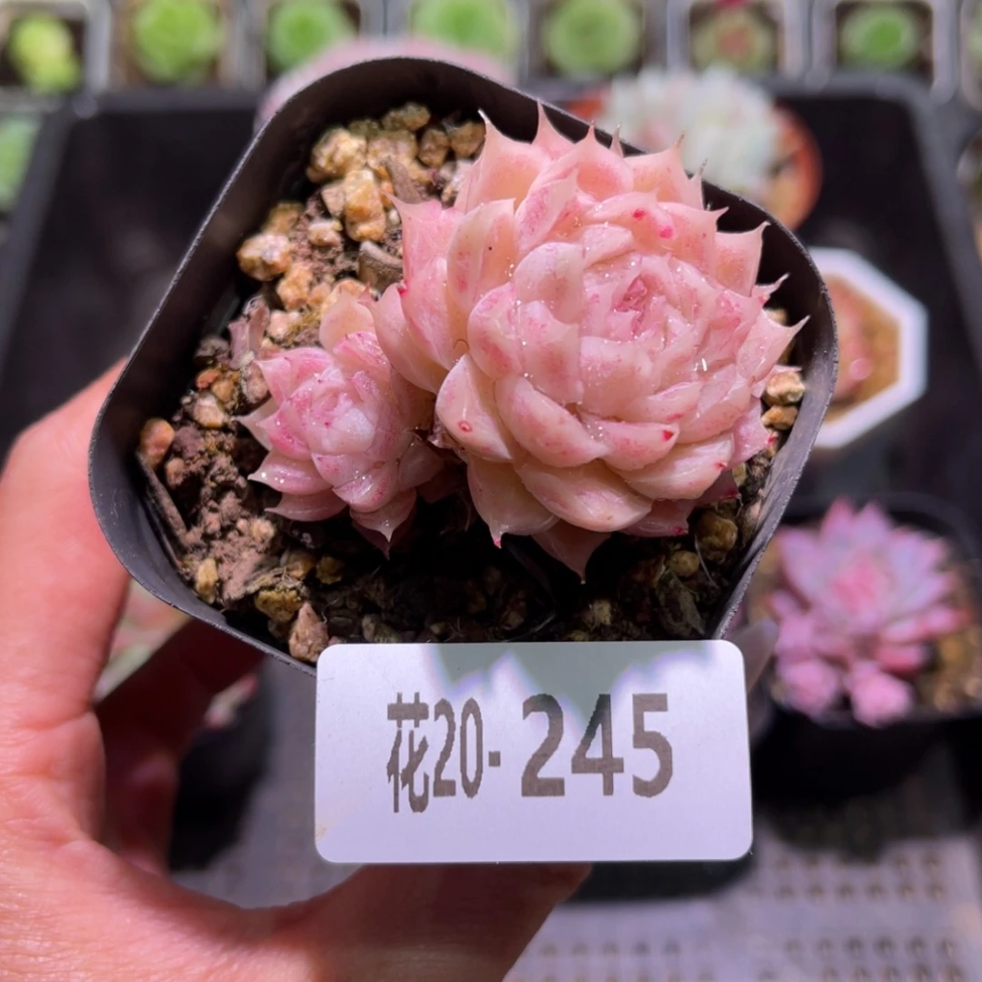 花利美20-245麦秆