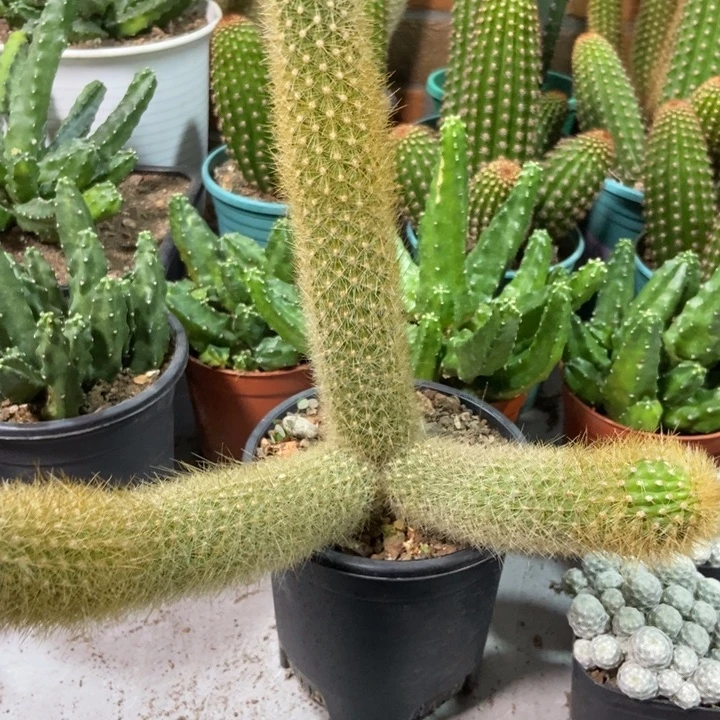 养***趣仙人球粉水晶一物一拍