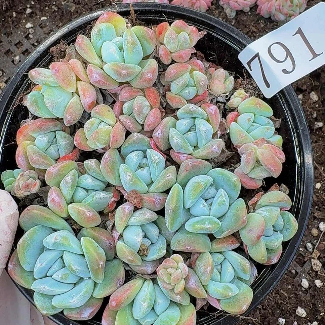 多肉植物多肉植物791