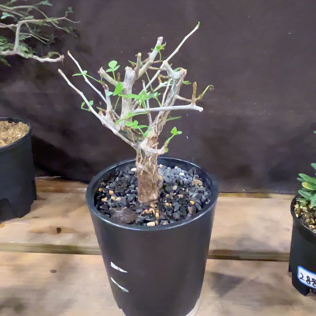 汤圆植物芳香橄榄哈