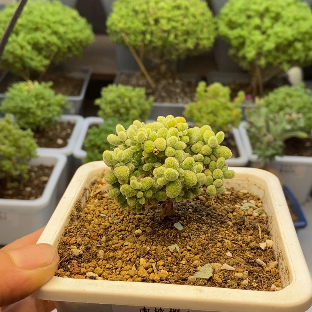521优选冰晶棒棒棒糖枝干