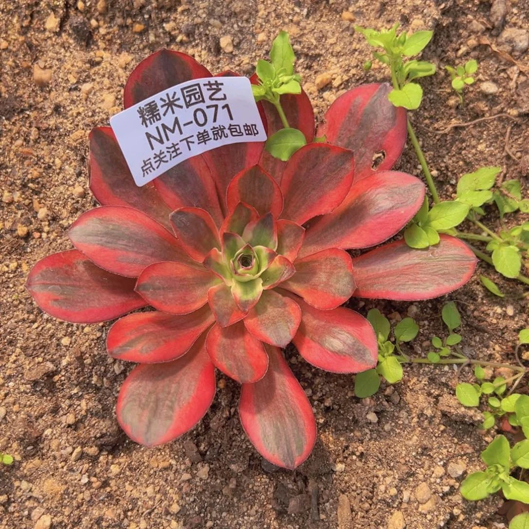 魅金锦多肉植物071