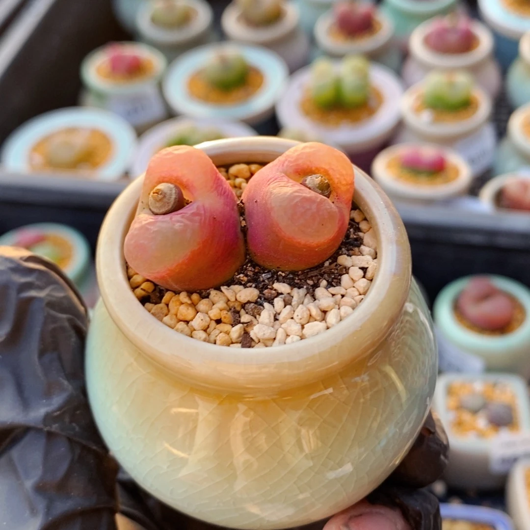 4655-一物一拍 带盆