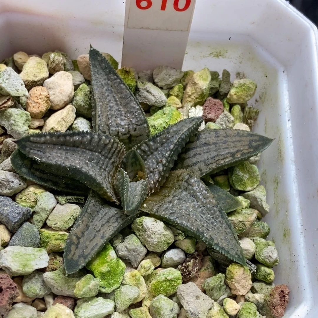 610号银狼蛛硬叶多肉