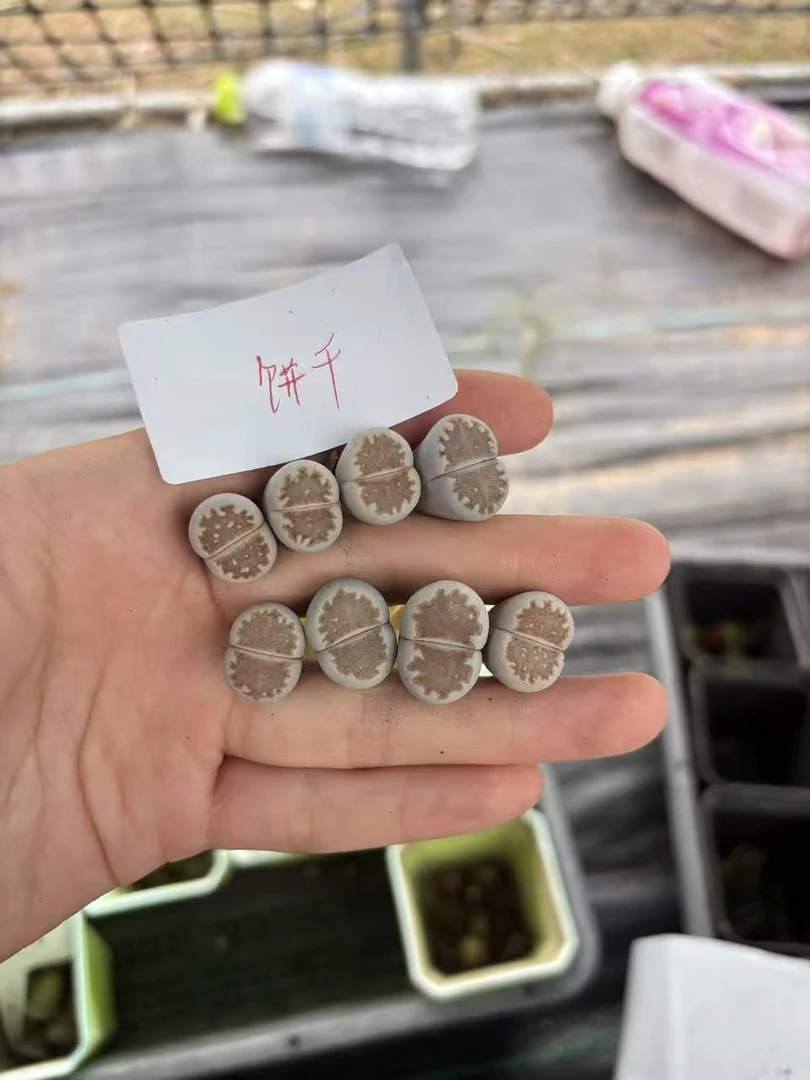 20多肉植物生石花糖霜饼干一颗