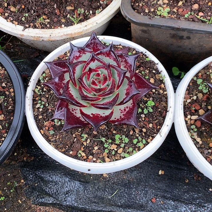 美肉特价活动开始啦