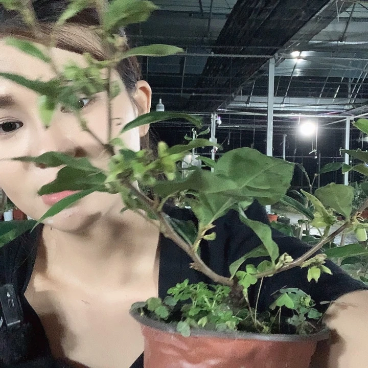 完全开放四季红39.9