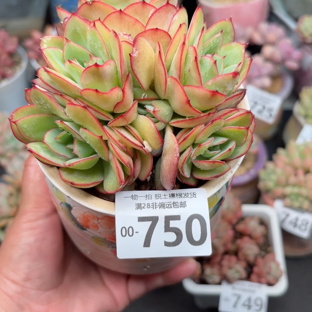 牡丹亭多肉多肉多肉多