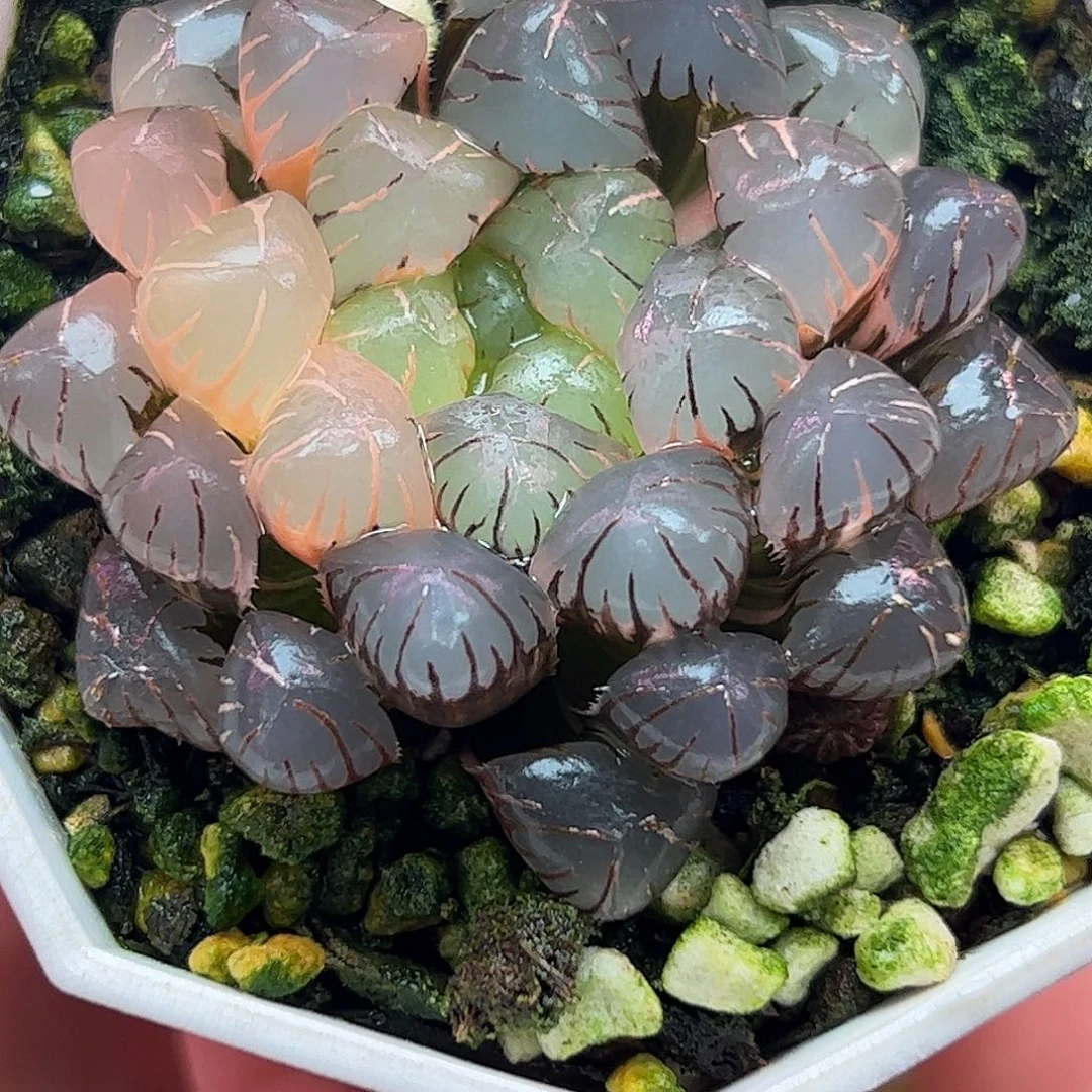 冰灯五公分十二卷多肉植物