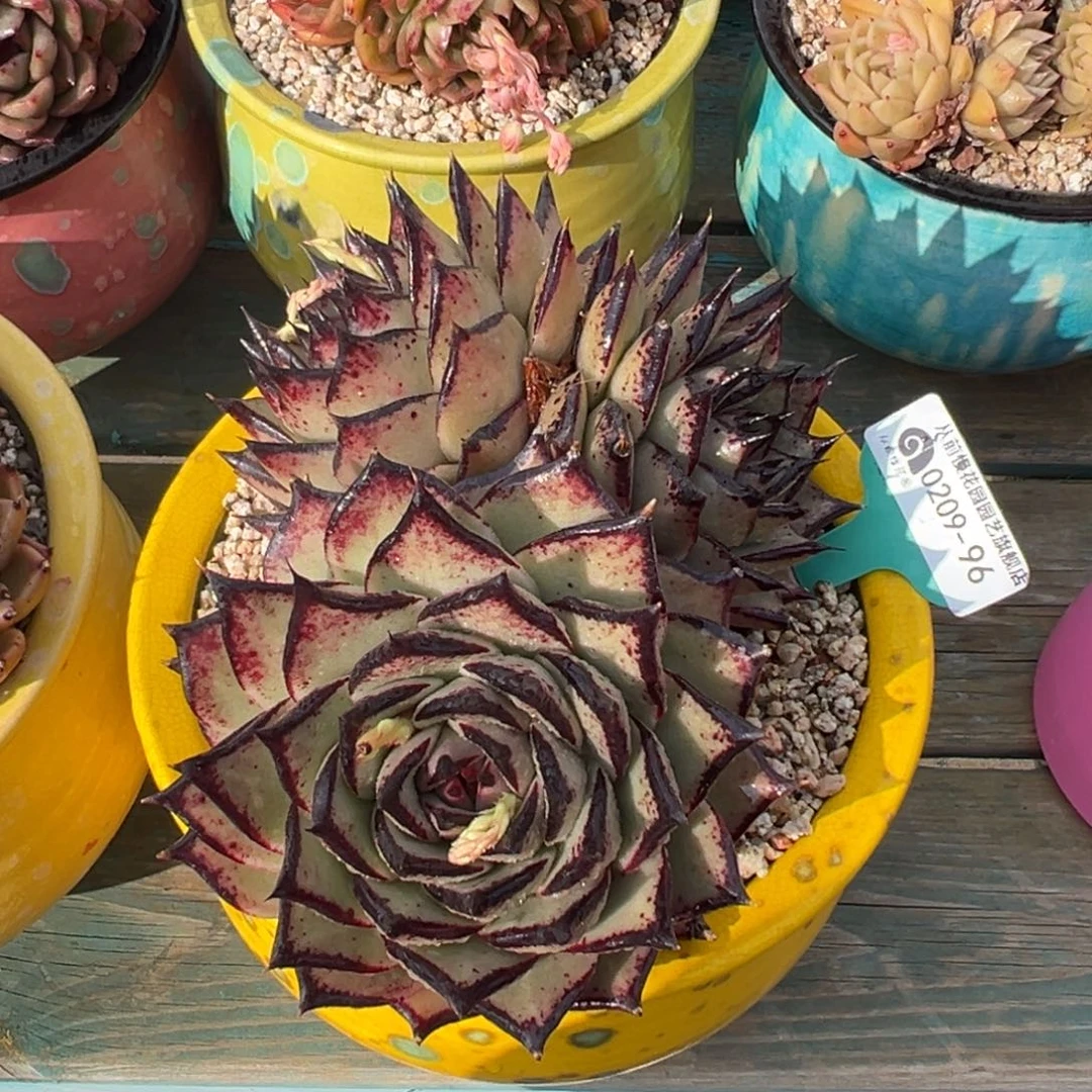 多肉一物一拍0209.93