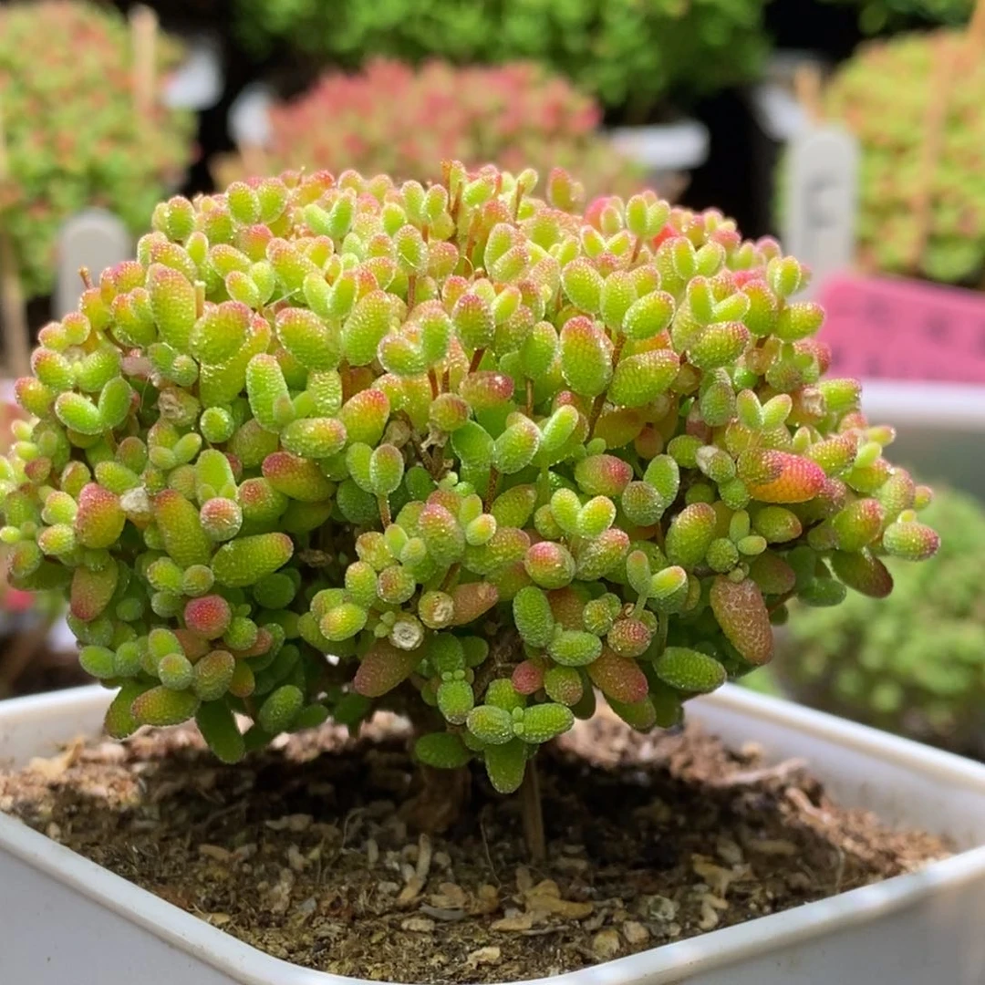 蜜桔糖球枝干番杏A496