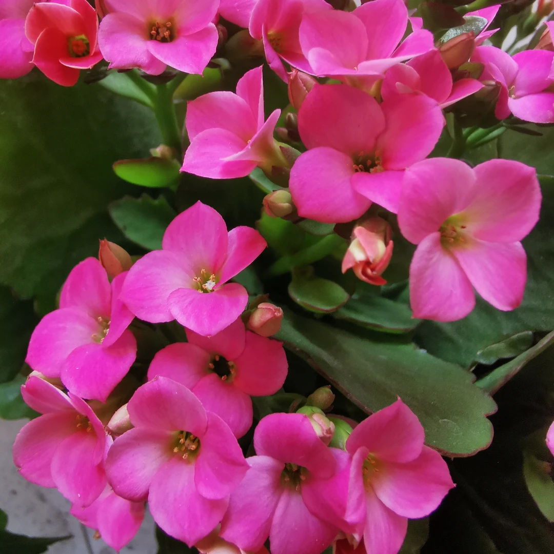 （老桩）布拉坦长寿花140#盆一盆三棵原盆原土带花苞