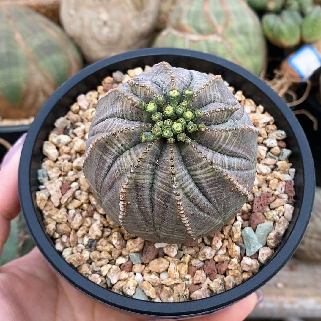 布纹球精品一物一拍